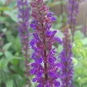 Salvia