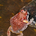 Red Spotted Toad