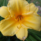 Daylily