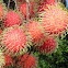 Rambutan