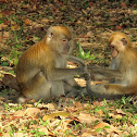Long Tailed Macaque
