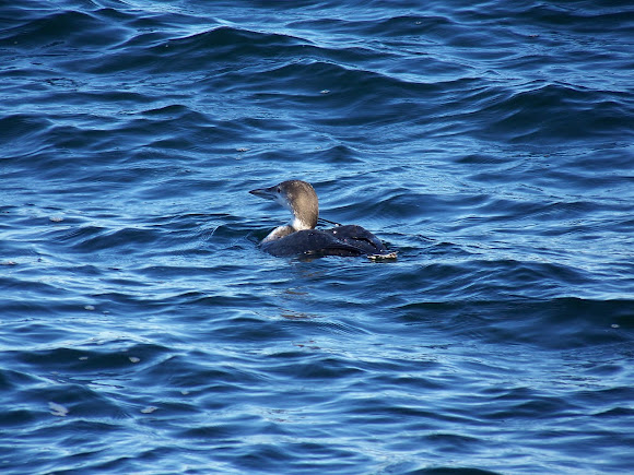 Spotting Image 1