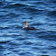 Common Loon, Winter