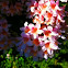 Beauty Bush