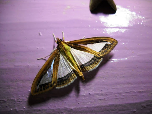 Spotting Image 1
