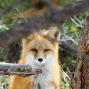 Red Fox