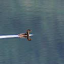Pied-billed Grebe