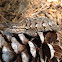 Eastern Fence Lizard