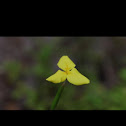 Yellow flag
