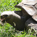 Aldabra Giant Tortoise