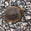 Chicken Turtle