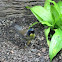 Blue-crowned Laughing Thrush