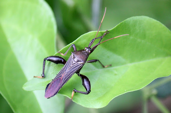 Spotting Image 1
