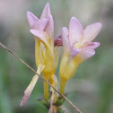 Freesia