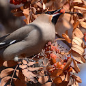 Bohemian Waxwing