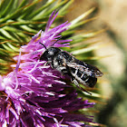 Leaf-cutter Bee