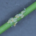 Tettigometrid Hopper eggs
