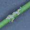 Tettigometrid Hopper eggs