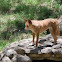 Dingo