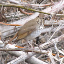 Hermit Thrush