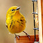 Pine warbler