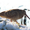 Eurasian Woodcock