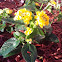 New Gold Lantana