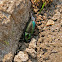 Ground Beetle