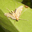 Crambid moth