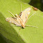 Crambid moth