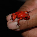 Strawberry Poison Dart Frog