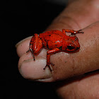 Strawberry Poison Dart Frog