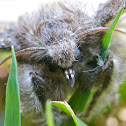 Calliteara pudibunda (Streckfuß)