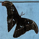 Atlas moth