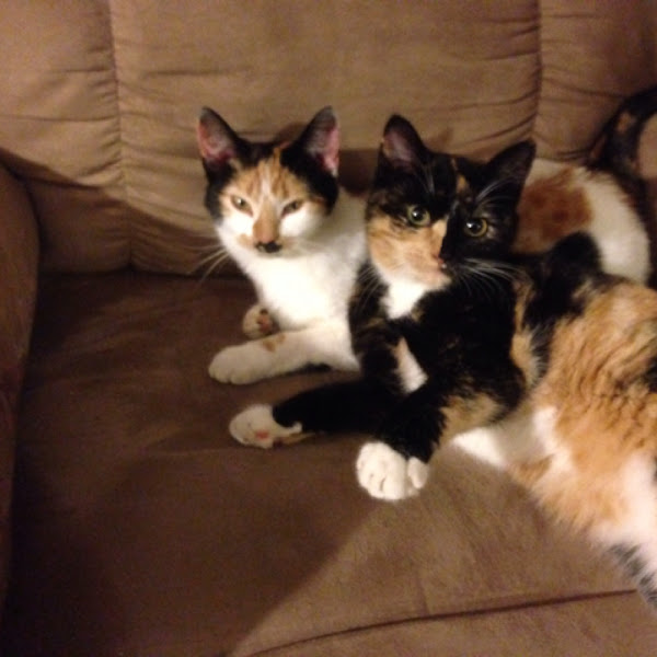 Nutmeg the Cat Project Noah