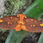 Royal walnut moth
