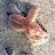 Sea star
