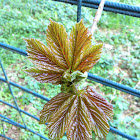 Bergahorn
