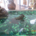 European Fire-Bellied Toad