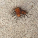 Caterpillar