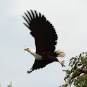 African Fish Eagle