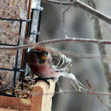 Pine Grosbeak