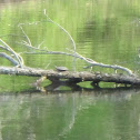Painted Turtle