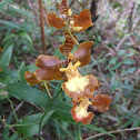 Oncidium