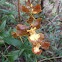 Oncidium