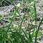 Wild garlic