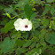 Wild Potato Vine
