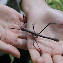Stick bug