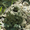 Crayfish burrow (chimney)