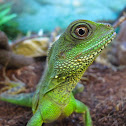 Chinese water dragon